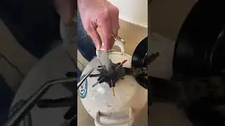 1/4 cc Semen Straw Handling