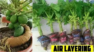पपीता एक महीने में तैयार। - Papaya Air Layering