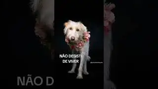 #dogphotography #cachorrodesaparecido #cachorro #podpets #pets #dog #cachorros #luto #petlover