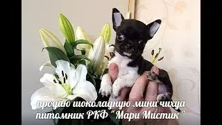 #МИНИЧИХУА