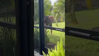 Удобряем Розы 🌹 #youtube #сад #розы #garden #video #life #shorts #work