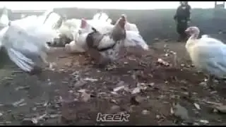 Sen tavuklara ilişirsen :)