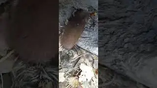 хомяк много ел