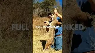 Bobcat Trapping #westvirginia