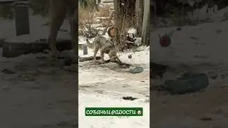 Отчет перед подписчиками о жизни спасенного щенка 