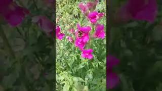 Откройте загадочный мир с Львиным зевом! Узнайте, почему это растение завораживает всех вокруг! 🦁🌿
