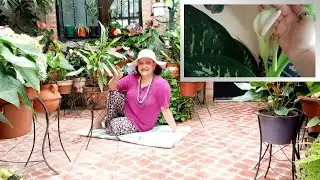 Millonaria Aglaonema en Floración