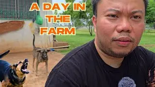 A simple day in the farm with the dogs and turkey