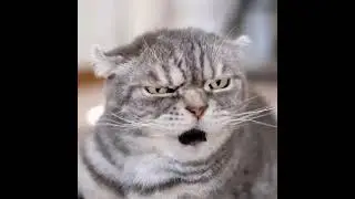 ang pusa na nagsasalita | talking cat