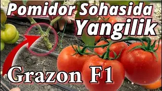 Turk Dehqonlaridan Pomidor hosilini 50% ga oshirish sirlarini bilib oling. Alpha Agro Grazon F1