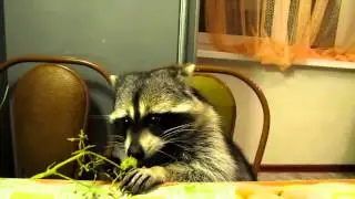 Енот кушает виноград