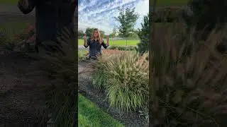 Prairie Winds® 'Lemon Squeeze' Pennisetum