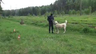 Армянский волкодав (Гампр) Вагр. Тест ХНК