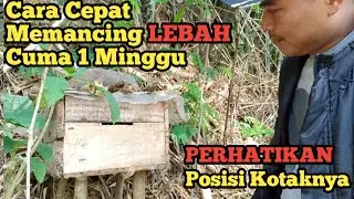 Cara Cepat Mancing Lebah Hutan Cuma 1 Minggu