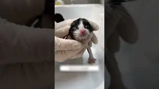 A kitten got separated from its cat and got lost, but a guy saved its life.