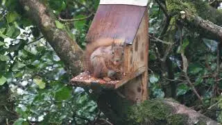 Red squirrel in the garden