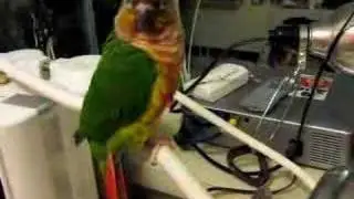 Lucky (Fancy Green Cheek Conure) Water Dance