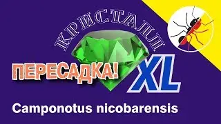 Ants Camponotus nicobarensis transplant to formicarium Crystal -XL