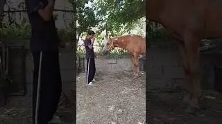 Меҳру муҳаббати асп