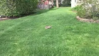 Dog Chasing Bunny