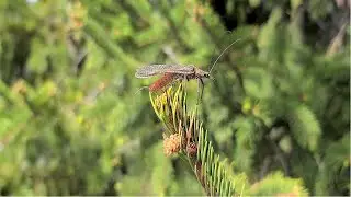 Yakima River Fly Fishing Report-April 25th, 2024-Worley Bugger Fly Co