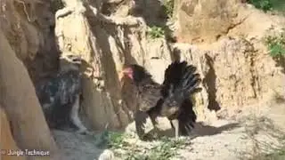 Gallina se enfrenta a un águila para defender a sus crías. / Hen faces an eagle to defend his young.