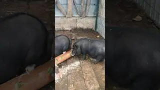 Музей СССР #малоярославец #музей #pets