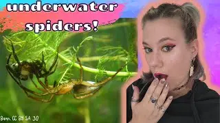 These spiders live their lives underwater.