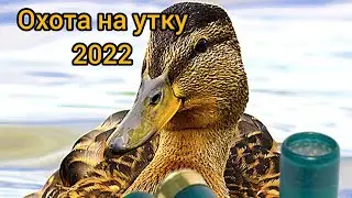 охота на утку. 2022. охота с вертикалкой. тоз 120