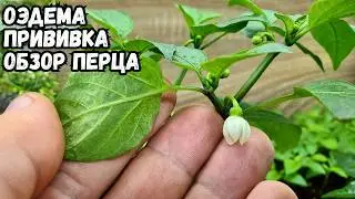 Edema on pepper. Pepper grafting. Seedling review.