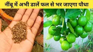 नींबू पर फल फूल दोनों आयेंगे || Best fertilizer for lemon plant || Home garden