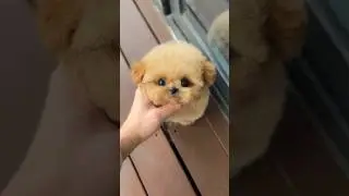 Omg!!Such a perfect.Big-eyed, short nosed, fluffy Maltipoo puppy.👍🏻🔥🥰 #puppy #cutepuppy #fluffy
