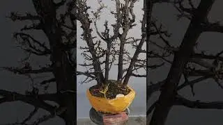 900k bao ship e cẩm thị siêu xương già chát LH 0366169369 zalo