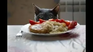 20 Foods You Should NEVER Feed Your Cat! #CatHealth#PetSafety #CatCare #DangerousFoods #HealthyCats