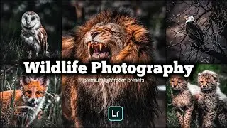 Wildlife Photography  Lightroom Presets | Lightroom Wildlife Editing | Moody Presets Free DNG XMP