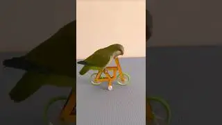 This Parrot is Absolutely Genius 🦜🦜 #youtubeshorts #shortsfeed #trending #viral #shorts