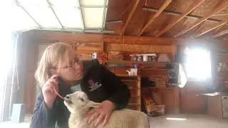 Tube Feeding Lambs & Kids