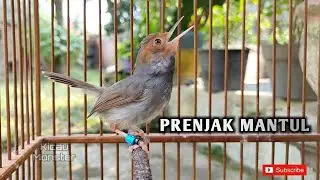 PRENJAK GACOR NGALUN FIGHTER 🔥
