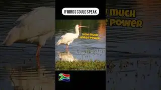 ONLY Afrikaans People get This Joke 🤣 #viral #hilarious #trending #languages #talkingbirds #nature