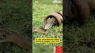 Snake vs. Crow