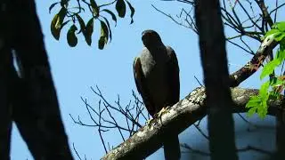 Gavião -bombachinha -grande  Accipiter bicolor