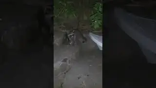 Пришли Енотики