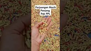 Cengkeh Zanzibar dan Sikotok