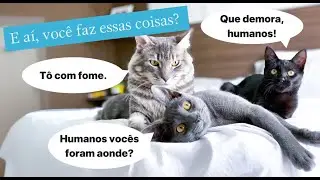 E aí, você faz essas coisas? Me conta aqui nos comentários 😂#gatos #gatosengraçados #trigatos #gato