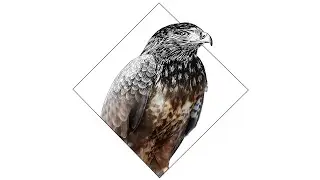 How to draw a HAWK ?  |  Easy HAWK drawing.