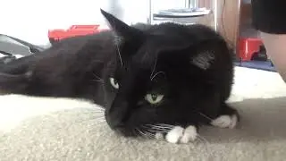 My cat does a roll to celebrate 30 subscribers