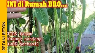 MENANAM KACANG PANJANG DI DAK RUMAH