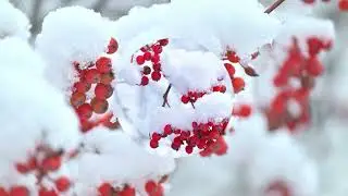 НОЯБРЬ ПТИЦЫ И КОРМУШКА 2023