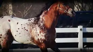 Enfermedades Genéticas En Los Caballos Cuarto de Milla