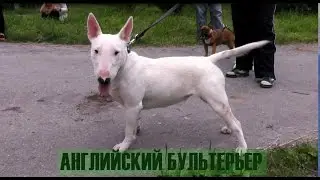 #ялюблюбультерьера